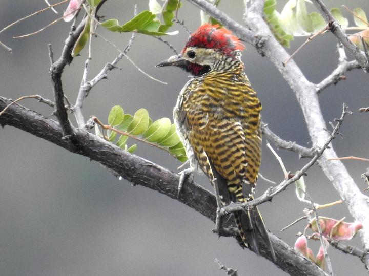 Black-necked Woodpecker