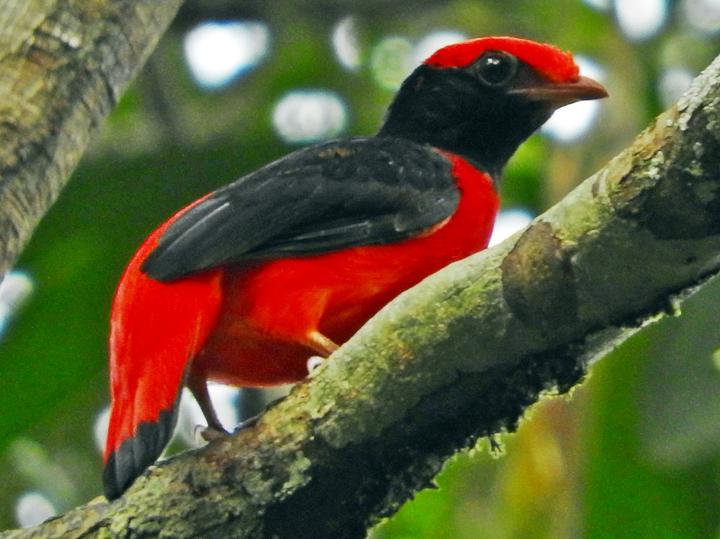 Black-necked Red Cotinga