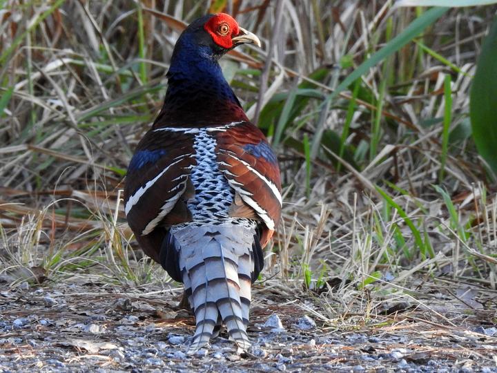 Mrs. Hume's Pheasant