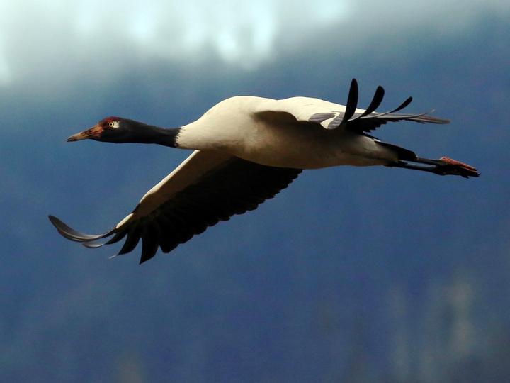 Black-necked Crane