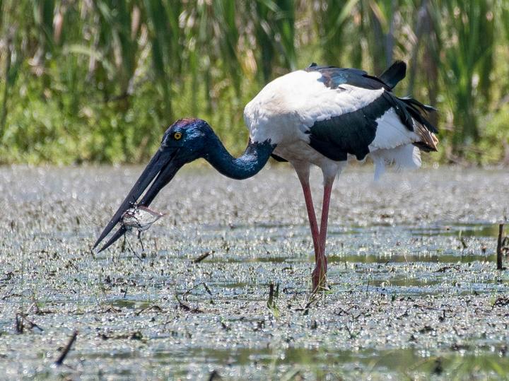 Black-necked Stork