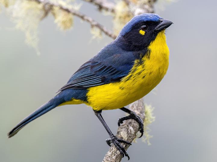Santa Marta Mountain Tanager