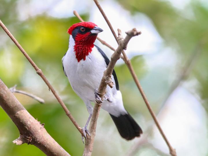 Masked Cardinal