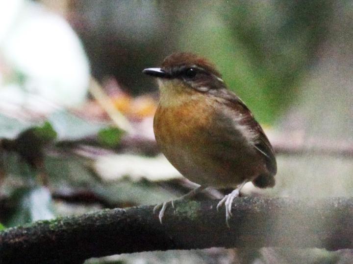 Black-cheeked Gnateater