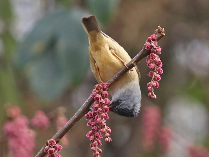 Black-chinned Yuhina