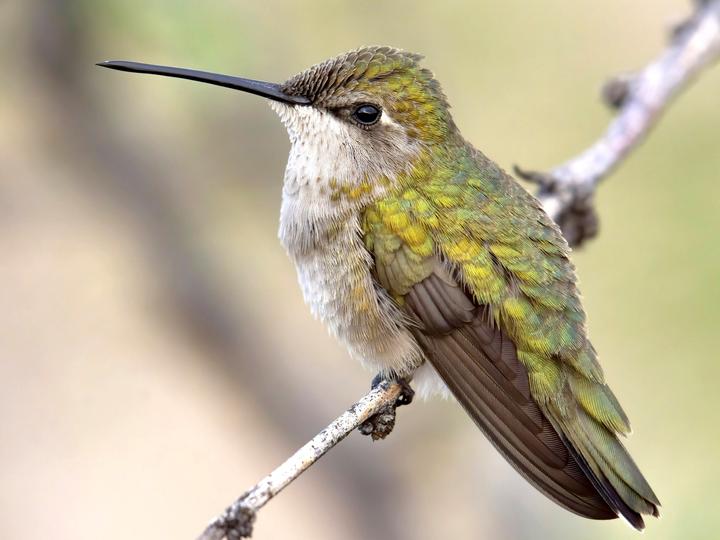 Black-chinned Hummingbird