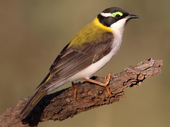 Black-chinned Honeyeater