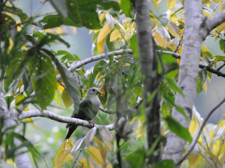 Black-chinned Fruit Dove