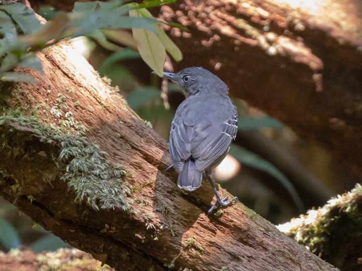Black-chinned Antbird