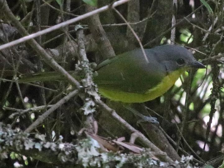Black-fronted Bushshrike