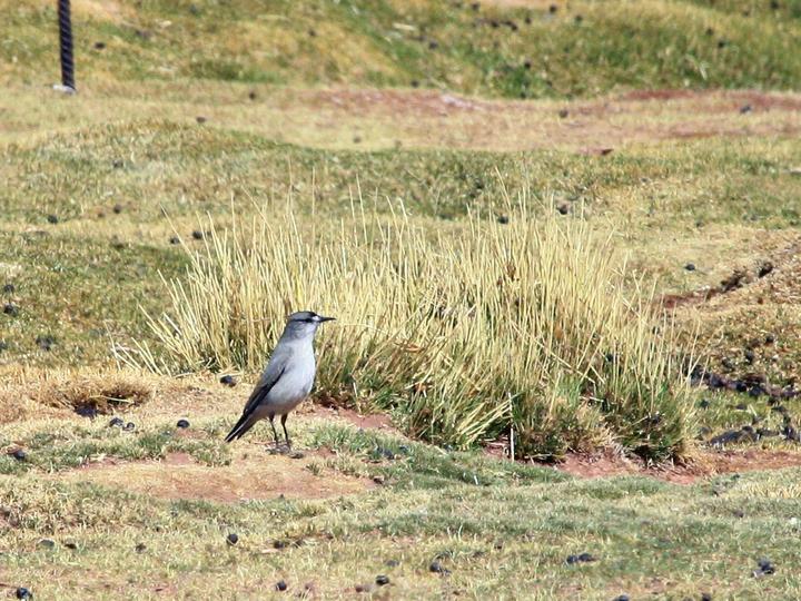 Black-fronted Ground Tyrant