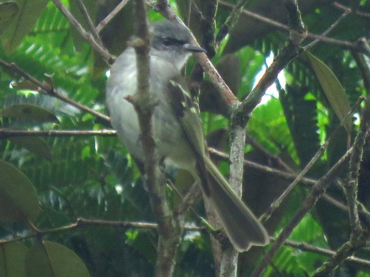 Black-fronted Tyrannulet