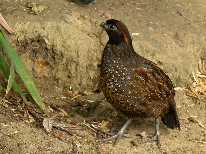Black-fronted Wood Quail