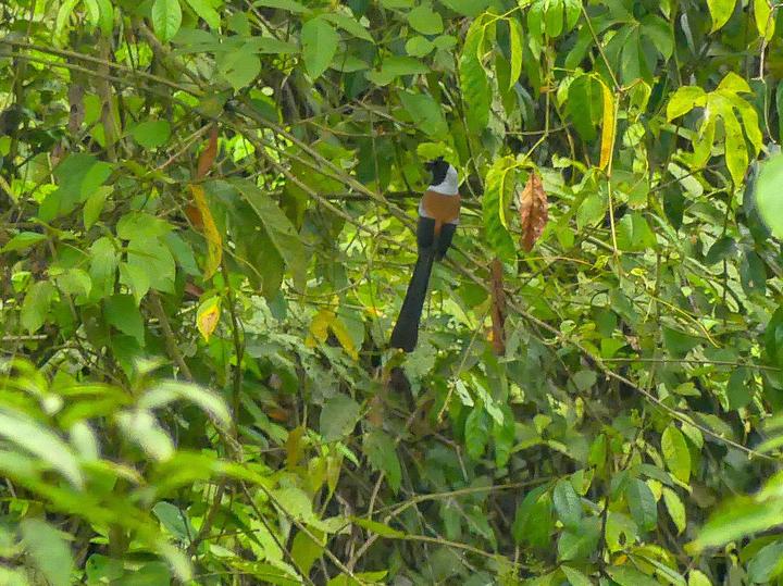 Collared Treepie