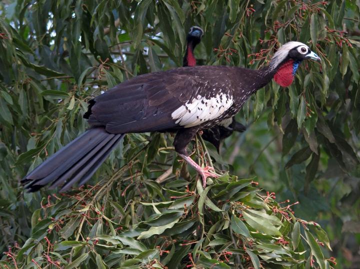 Black-fronted Piping Guan