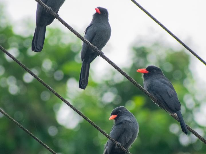 Black-fronted Nunbird