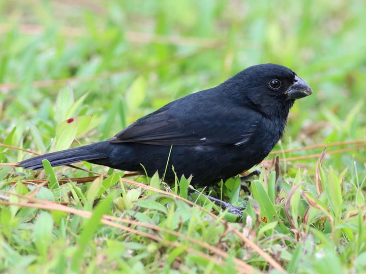 Variable Seedeater