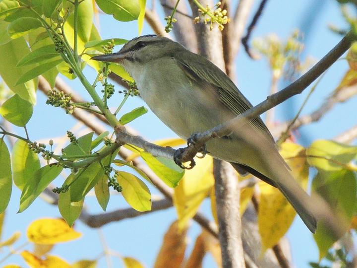 Black-whiskered Vireo