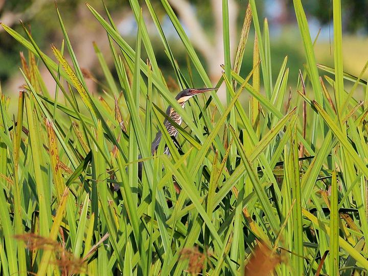 Black Bittern