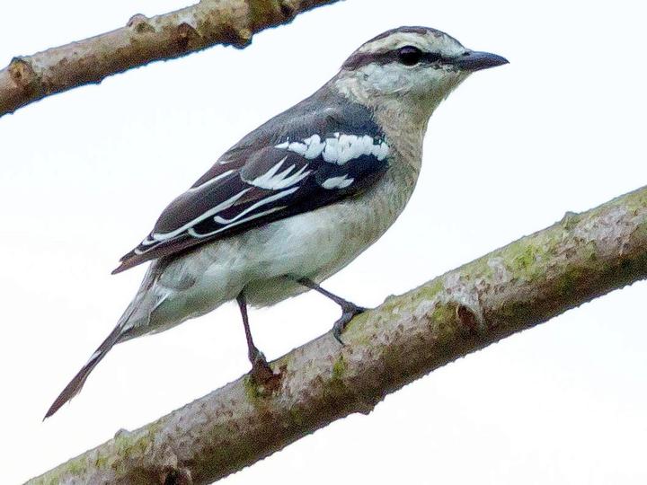 Pied Triller