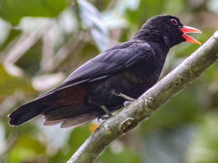 Black Oriole