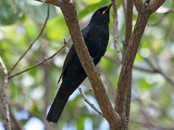Black Cuckooshrike