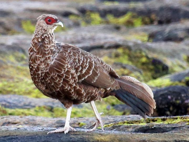 Kalij Pheasant