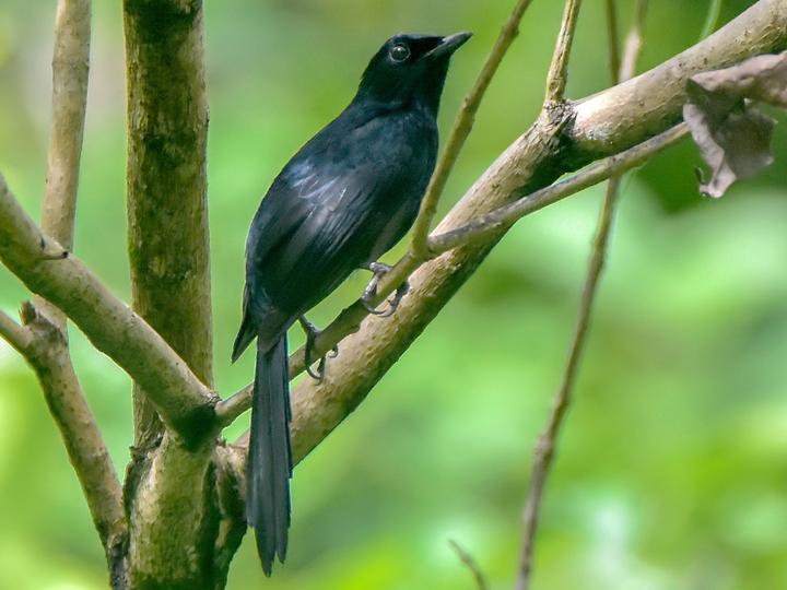 Black Shama