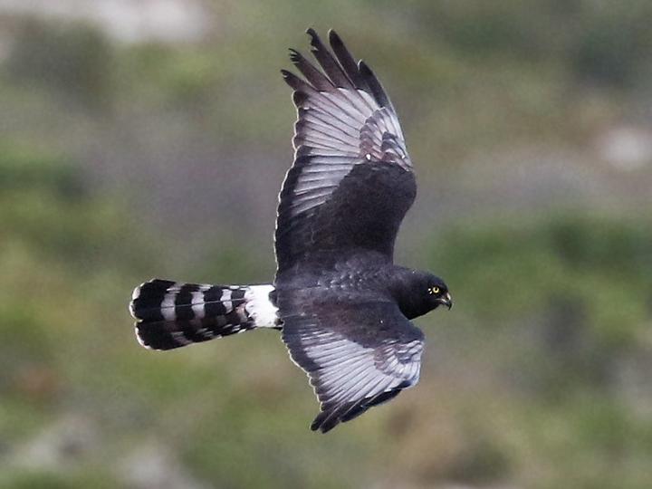 Black Harrier