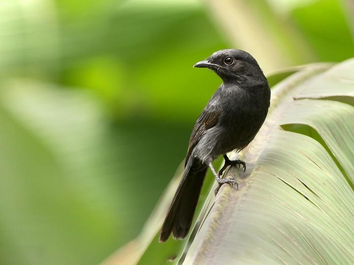 Northern Black Flycatcher