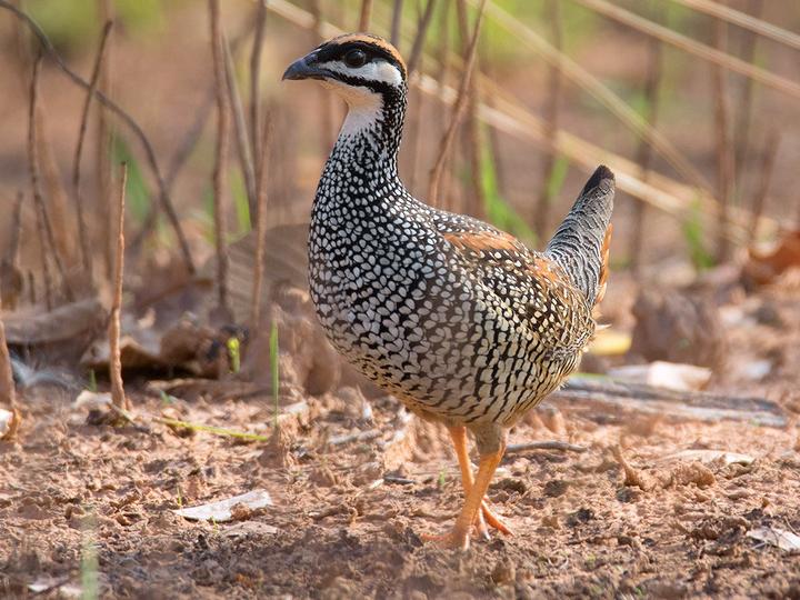 Black Francolin