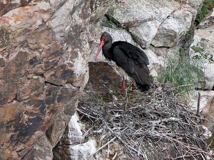Black Stork