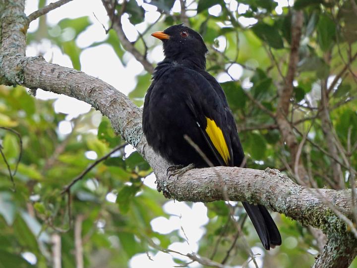 Black-and-gold Cotinga