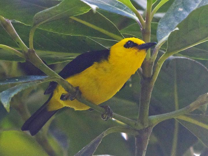 Black-and-yellow Tanager