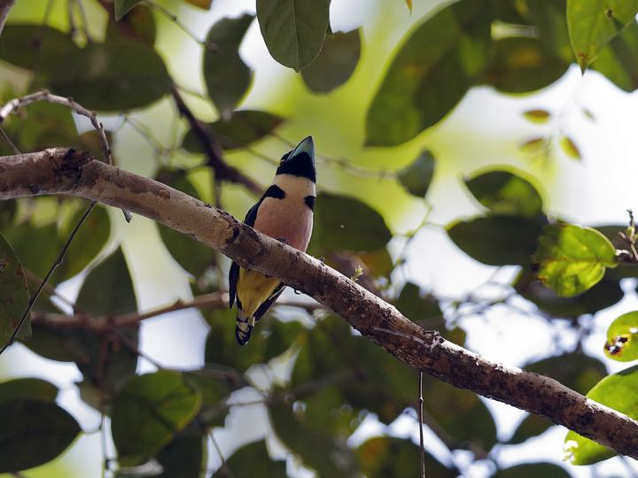 Black-and-yellow Broadbill