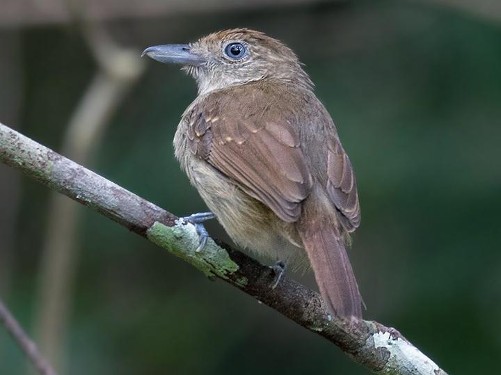 Mouse-colored Antshrike