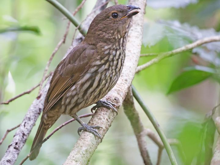 Tooth-billed Bowerbird