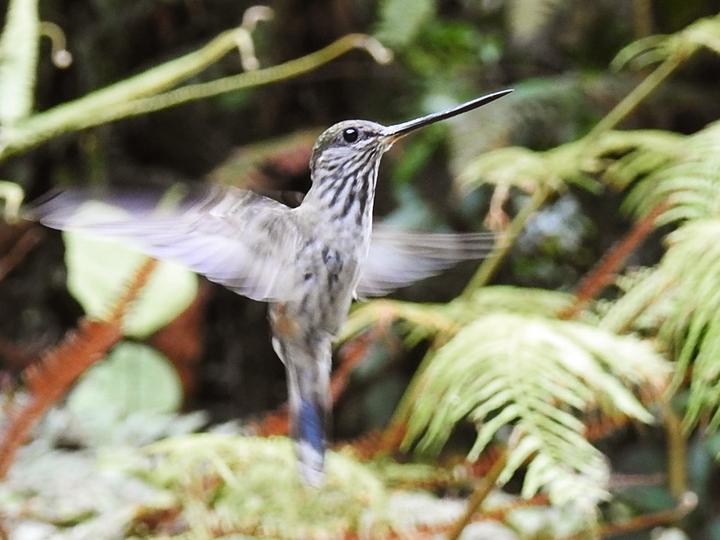 Tooth-billed Hummingbird