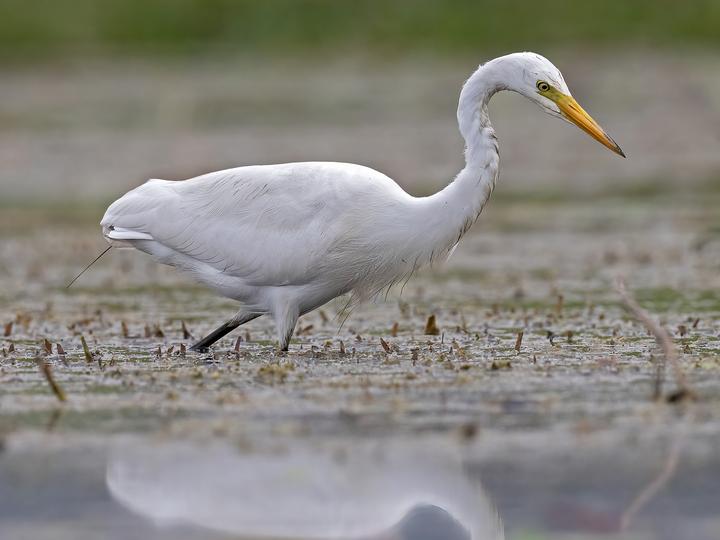 中白鹭- Global Bird Index - IOC15.1