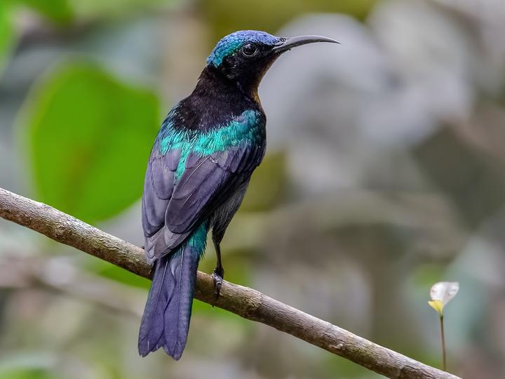 铜喉花蜜鸟- Global Bird Index - IOC15.1